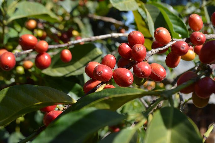 Ethiopia-cherry